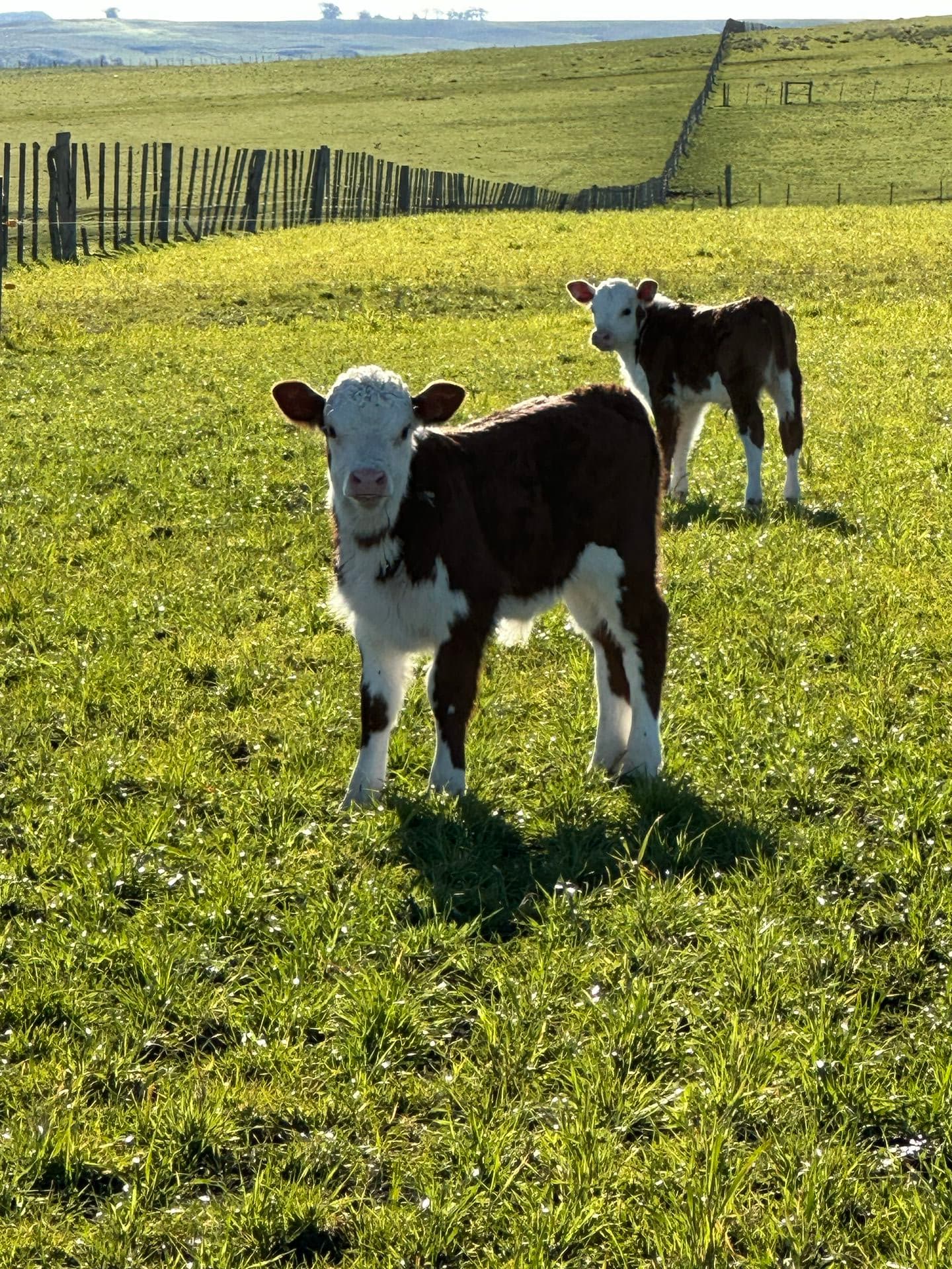 Ganado Hereford en pasturas uruguayas